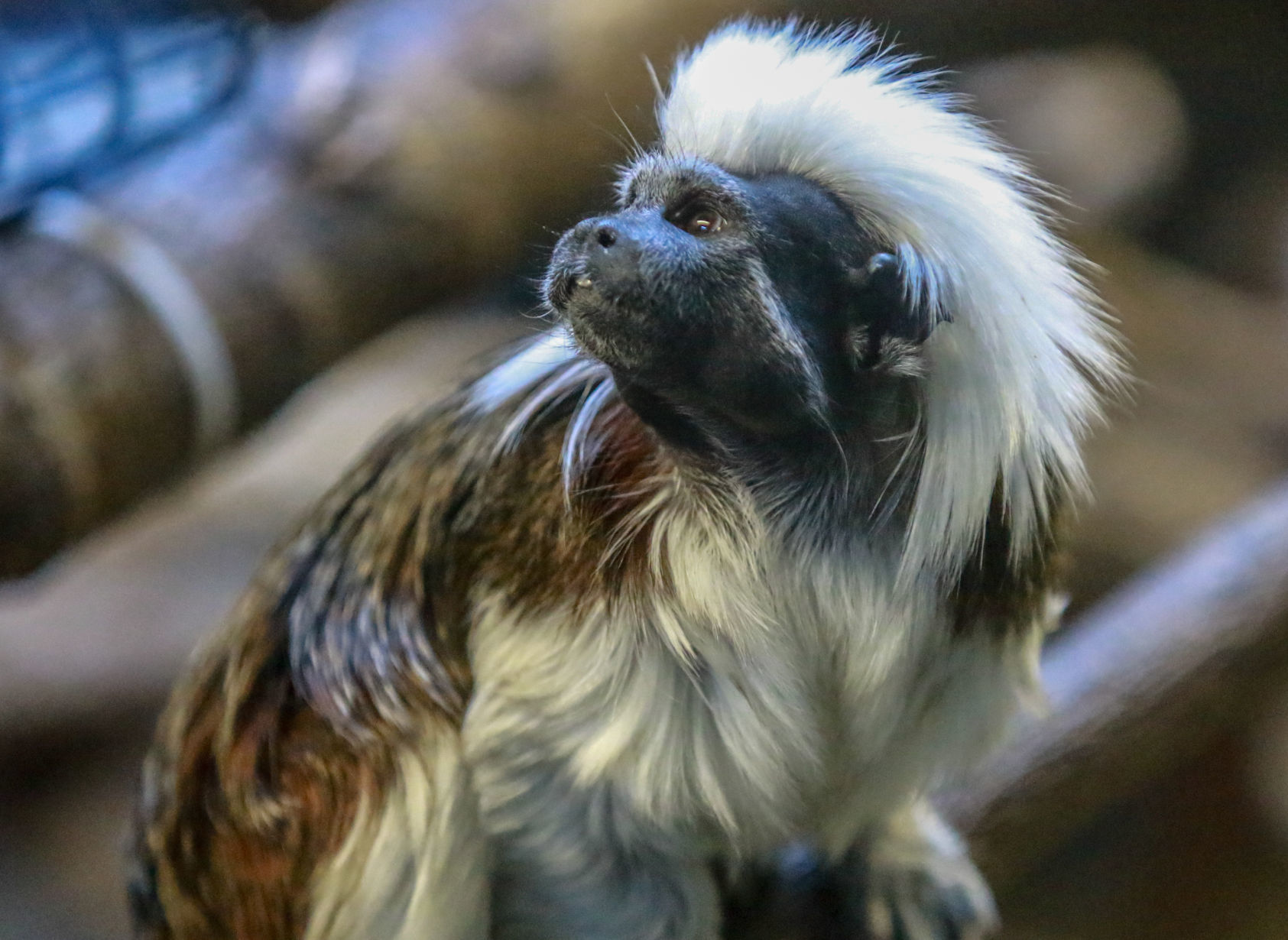 The Washington Park Zoo turns 90 this year.